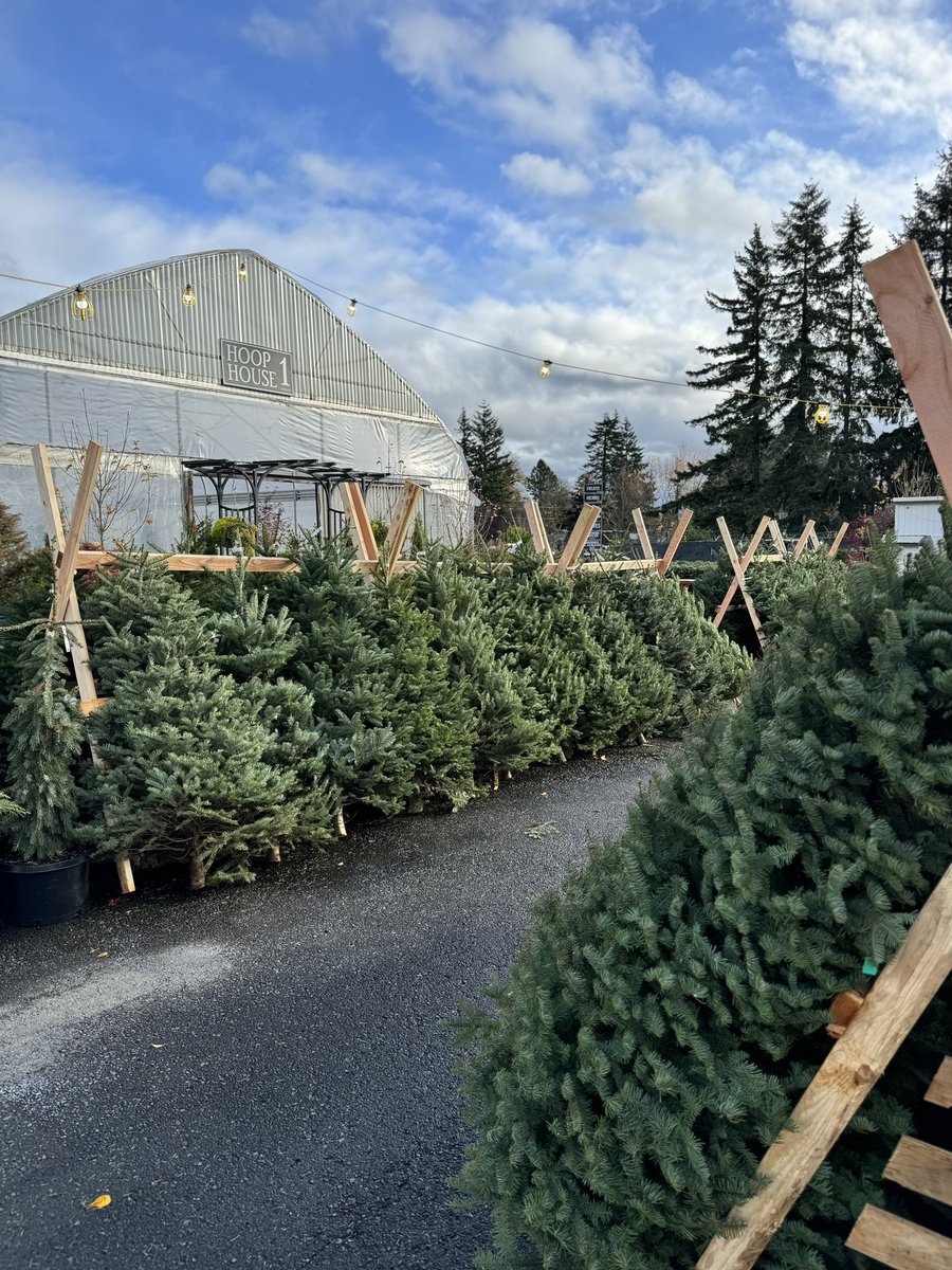 Noble Fir Christmas Trees are back at both of our SE Portland shops and the prices are gonna be tough to beat! This year, we’re offering three sizes of the ever popular Noble Fir—farm grown right here in Oregon.
 
🎄 5’-6’ • $55.00
🎄 6’-7’ • $70.00
🎄 7’-8’ • $90.00