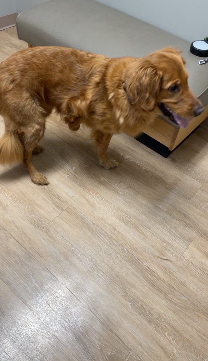 committing's tweet image. thought i'd show yall this pretty boy w 3 legs (and a nub)