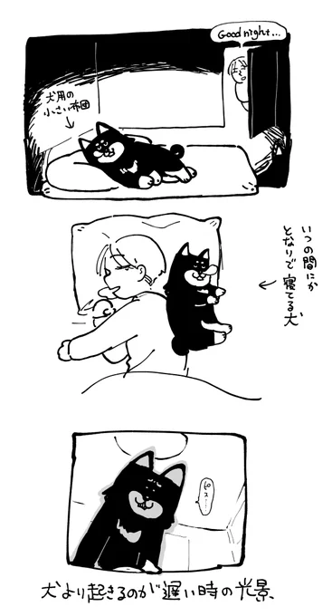 犬と睡眠 
