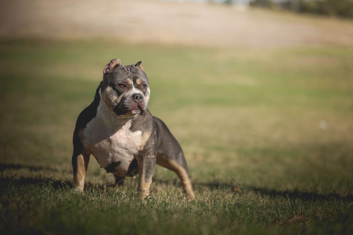 yoboimarch's tweet photo. Been a minute since I’ve been on here, but with Facebook acting up in the bully world, I’m giving Twitter a shot! 🐾

Follow me on Instagram and Facebook to check out some stunning Pocket American Bullies! https://t.co/3GIAqd5pE1