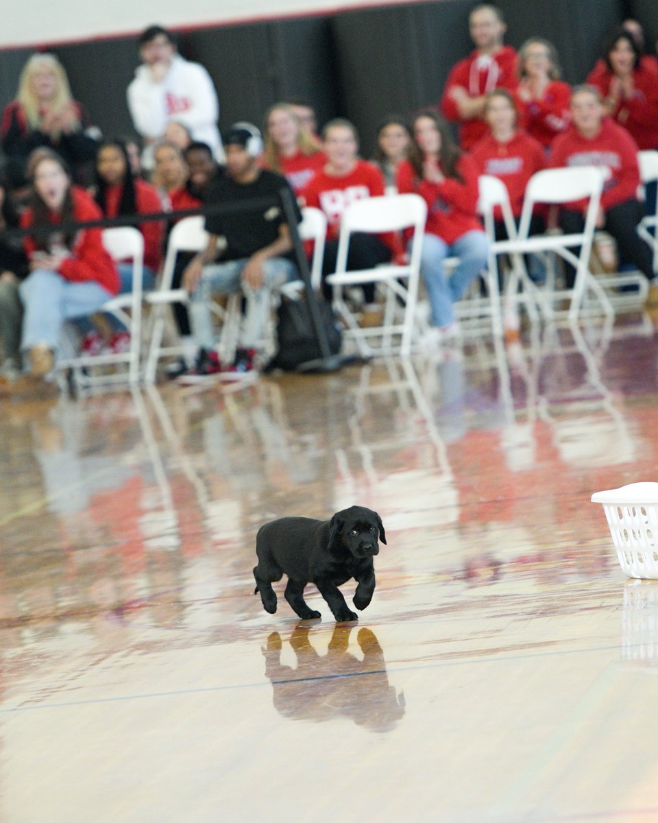 BRRHSPhoto's tweet photo. Photos from today's Pep Rally!  Full album in link.  https://t.co/a7namb1sjI  Happy Thanksgiving!  @BRRSD_ @BRRHSprincipal @FOBRA_MA @BR_Athletics_MA https://t.co/lLBi3WNQ2V