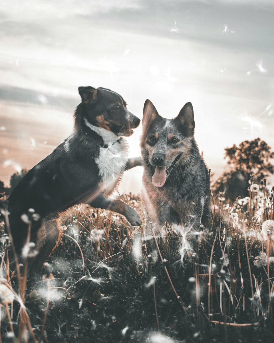 MrXLSmith's tweet image. Ever wonder if you&apos;re doing enough for your pet&apos;s health? Proactive supplements could add cherished memories with your fur baby. 

Would you try them if you knew they&apos;d bring more wagging tails and wet noses?

bit.ly/3B2gTFN

#xcellentsolutions
#pawtree
#pethealth