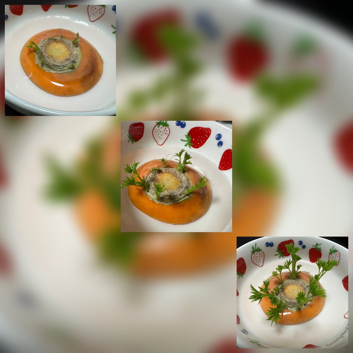 おはようございます☀️

想像以上の忙しさで、ここ数日は仕事をしている夢まで見る始末。

今日と明日を乗り切れば少しはマシになる…はず💦

そんな今の私の癒しは、人参のヘタ。
"ヘタ太郎"と名前を付けて育てております。少しずつ大きくなるヘタ太郎がかわいくて、みる度にほっこり( *´艸`)。