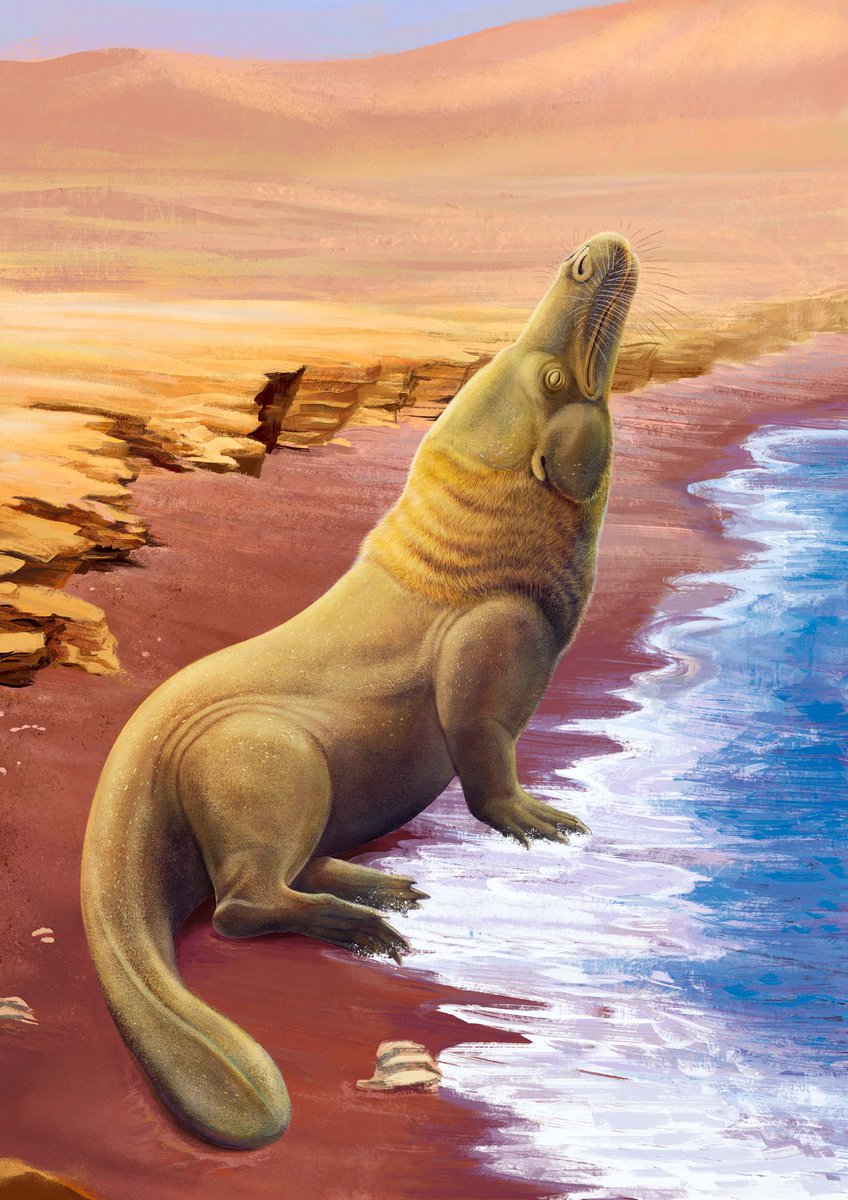 I wanted to represent #Peregocetus in his daily life enjoying the sea breeze and the sun on a beach very similar to the current central coast of #Peru
