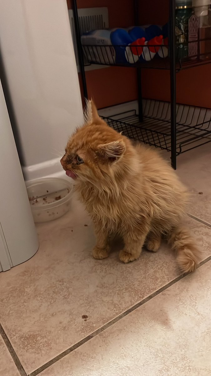 deadassbree's tweet photo. GUYS I FINALLY CAUGHT HIM AND GOT HIM VET CARE 😭😭😭 https://t.co/Q3a1Kkbcxv