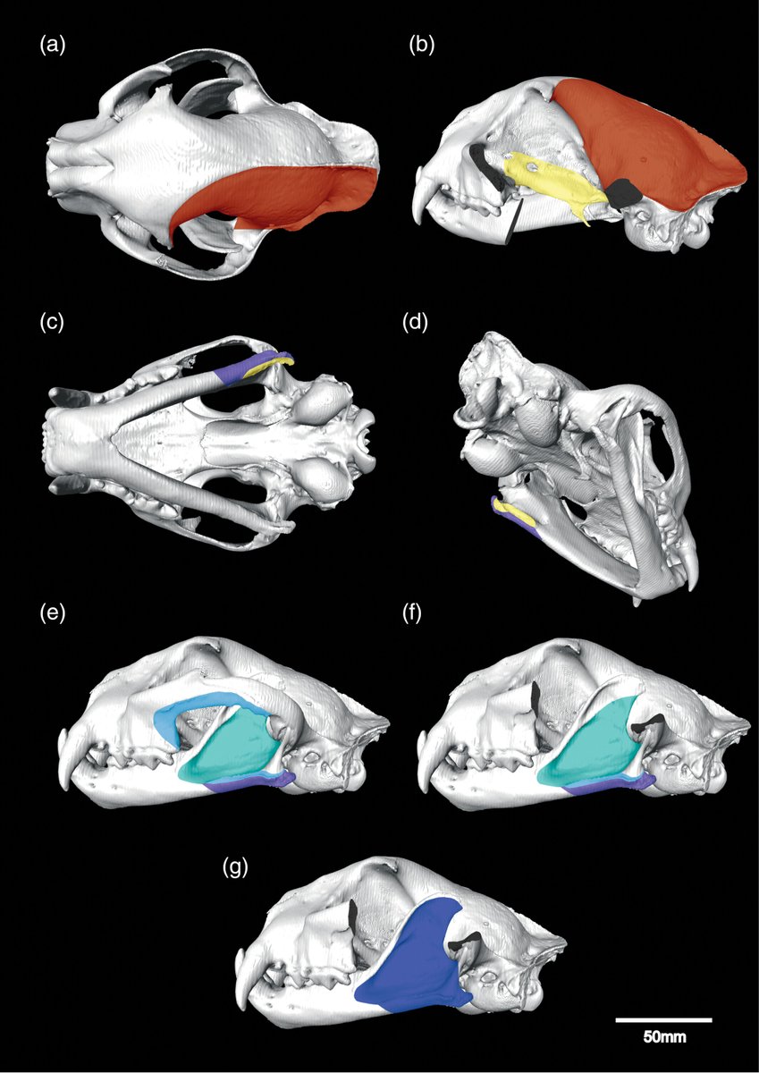 AnatRecord's tweet photo. How do we study jaw muscles in rare or extinct carnivorans? 🦁 Using CT scans to link masticatory muscle attachments to muscle force (PCSA) allows researchers to infer muscle data from museum specimens &amp; gives insights into masticatory evolution
Ito et al: https://t.co/D4calnF5bY https://t.co/McpJxSocg3