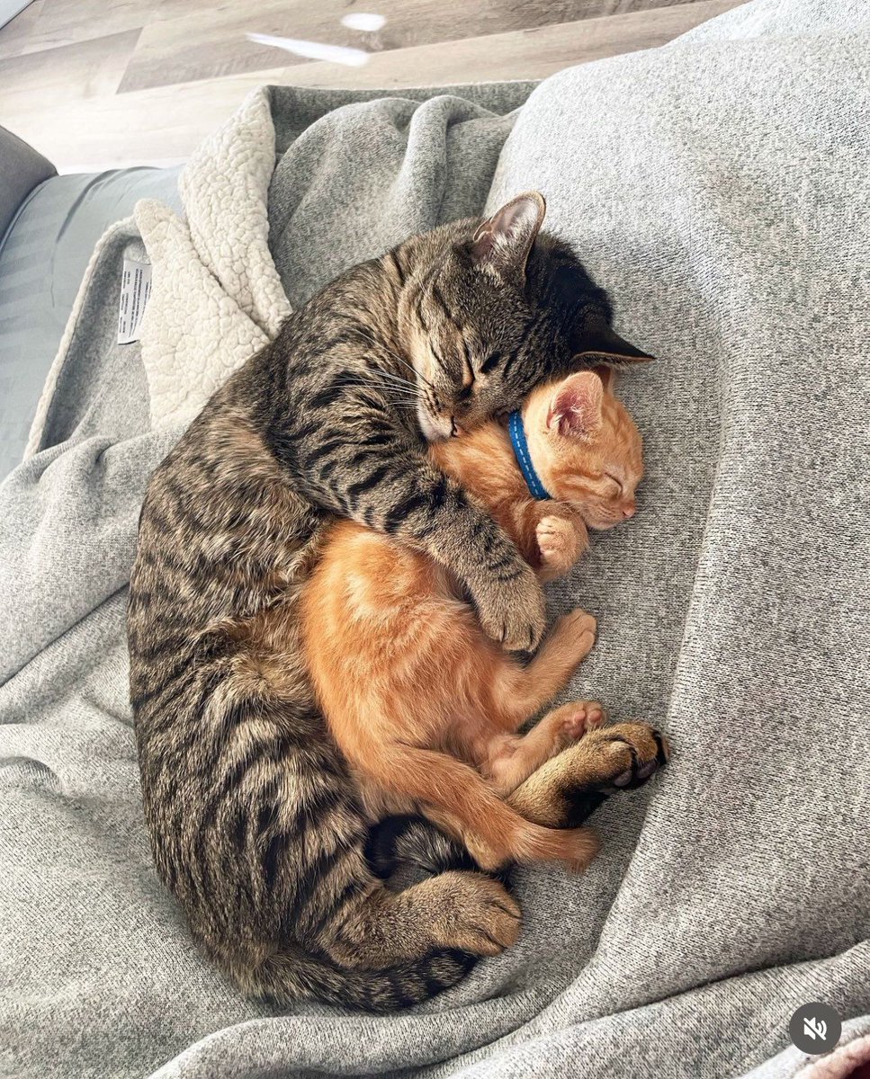 PostsOfCats's tweet photo. Cuddles https://t.co/xFfDdGM6Yy