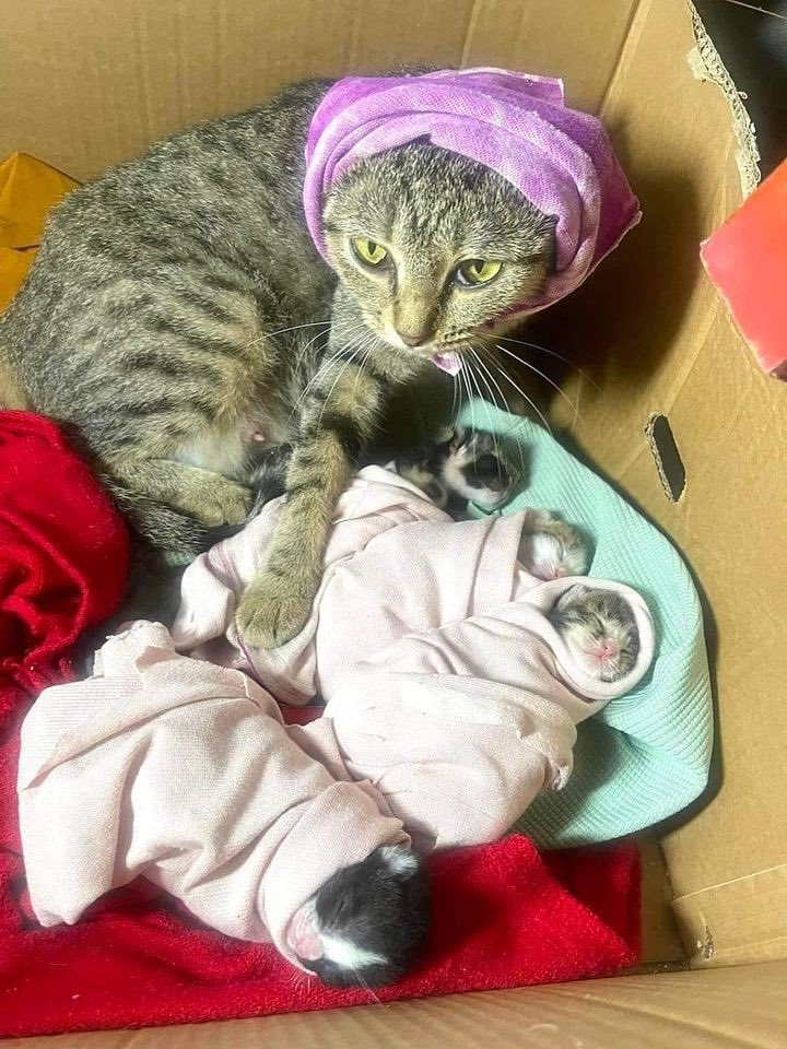 PunchingCat's tweet photo. she’s a mother https://t.co/4bbTVhlHlX