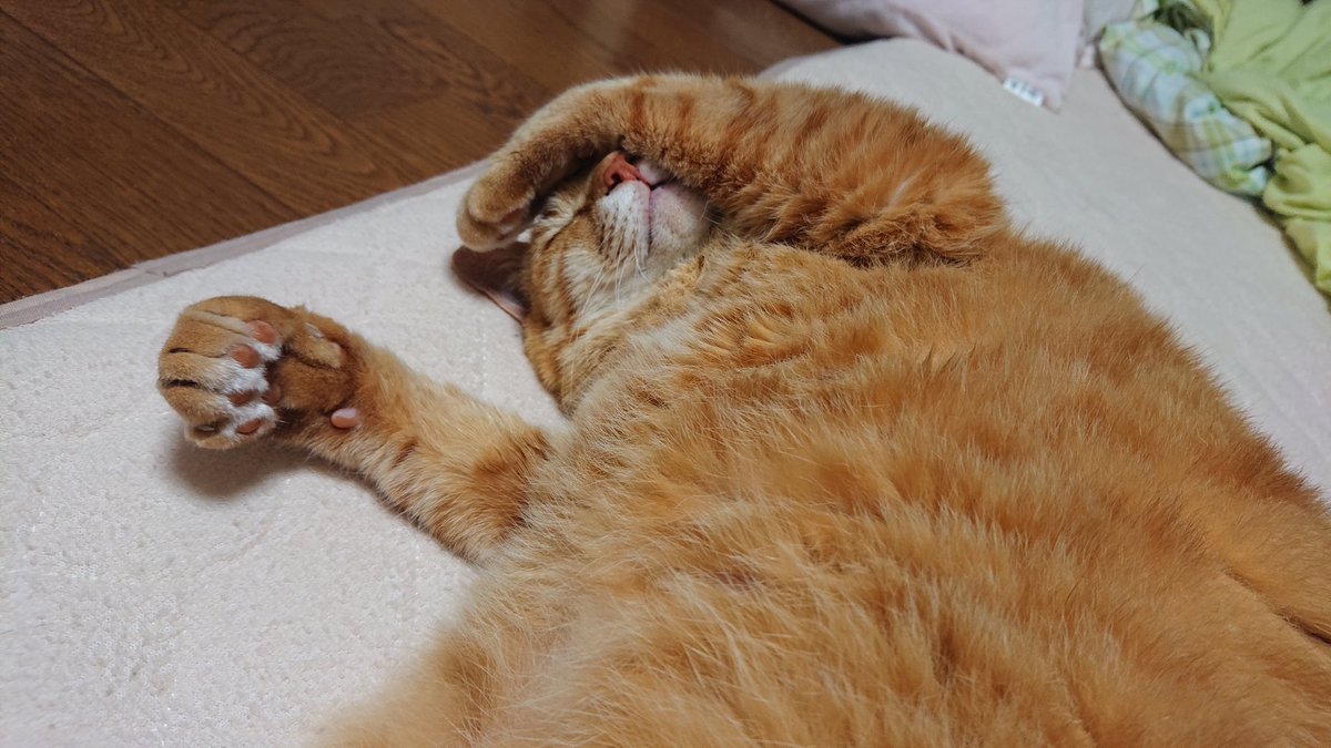 ぐで〰️
#猫 #ネコ #ねこ #茶トラ #猫のいる暮らし #まるどら