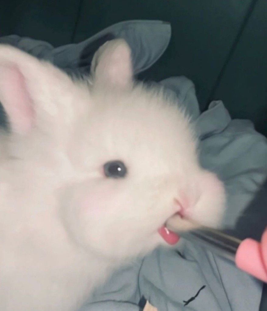 twaniimals's tweet photo. https://t.co/NR5bXFh38E