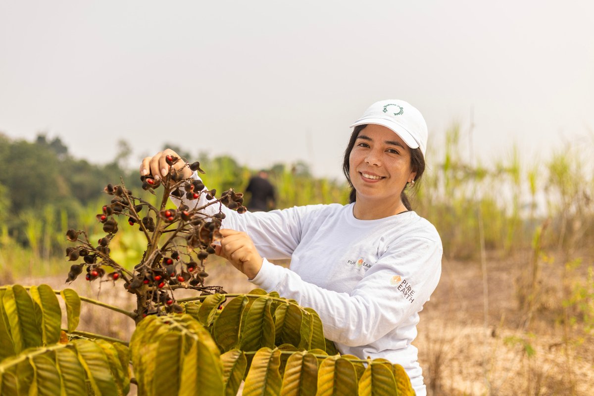 PureEarthPeru's tweet image. En #PureEarthPerú, nuestra fuerza está en nuestra gente. 💪Son clave para restaurar las áreas degradadas de la #Amazonía y proteger su biodiversidad. 🌱Gracias a su dedicación, construimos un futuro más saludable para todos.
Conoce más pureearth.org/peru-en-espano… #OrgulloPureEarth