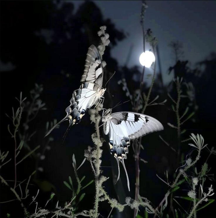 emily2williams2's tweet photo. #NightInTheForest #WildlifeAfterDark #ForestVibes #NocturnalNature #MysticWoods #WildlifeAtNight #EnchantedForest #NatureAfterDark #NightExploration #ForestLife https://t.co/HdfjO0PTk3