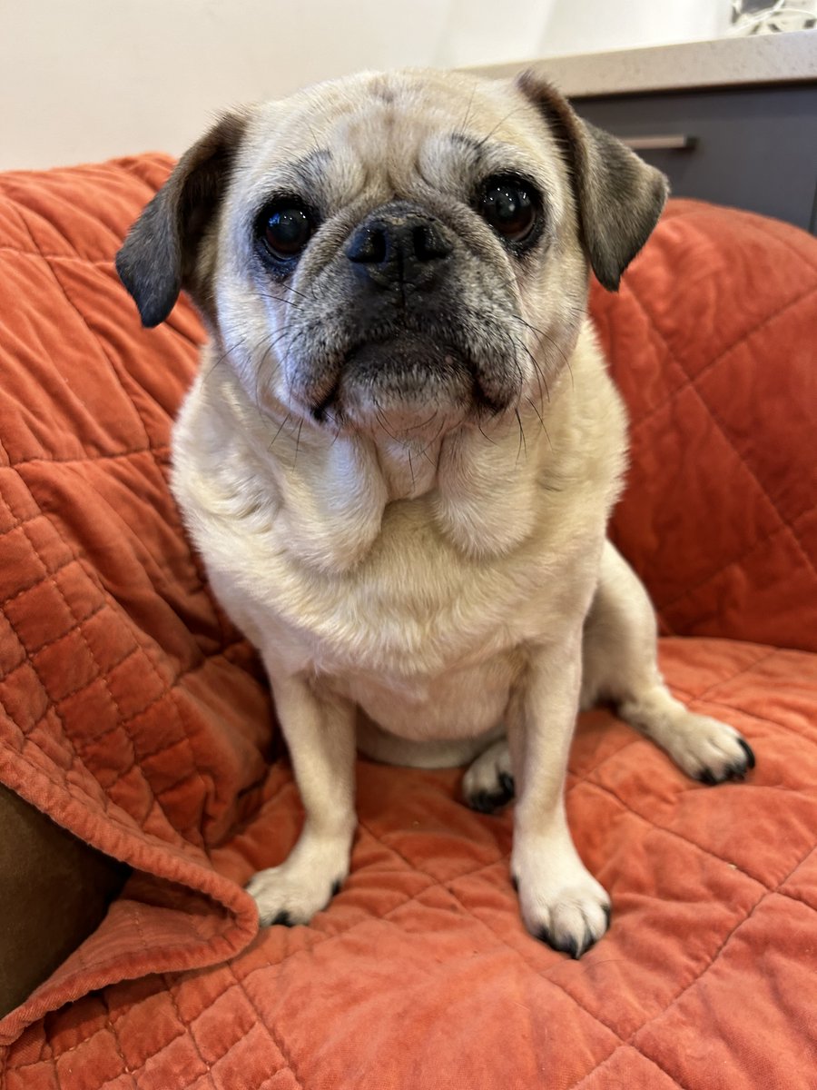 brainyblocks's tweet image. Our dear Rosie crossed over the rainbow bridge last night, a few months shy of 12.
Eloise, Parker, Spencer &amp;amp; Remi were able to say goodbye to their best friend too.
Devastated that an autoimmune disorder took our baby girl from us so quickly.
She's left a huge gap in our family💔