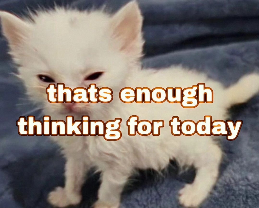 smol silly cat tweet media