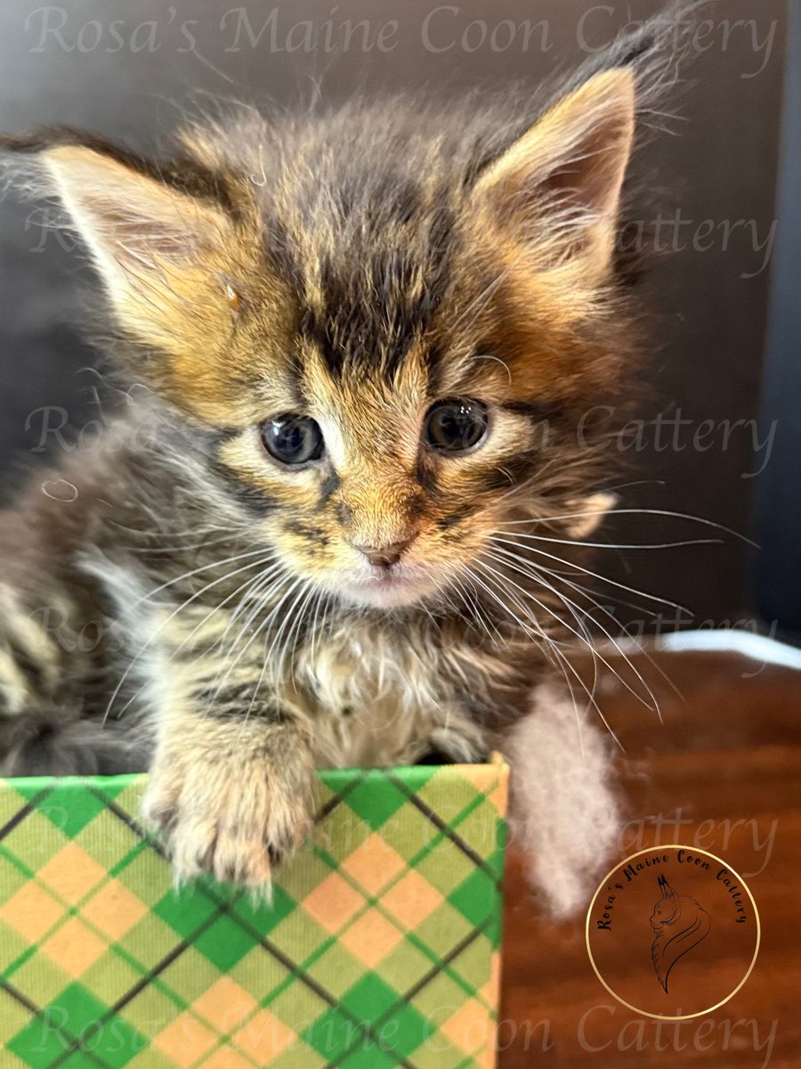 Looking for a new mommy or daddy  #mainecoon  #kitten  #CatsLover  #CatsOfTwitter  #CatsOfX