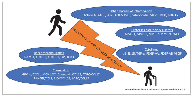 Mayo Clinic Transplantation Surgery (@mctransplntsurg) on Twitter photo The aim of this study was to examine whether senescence biomarkers are associated with frailty and physical function trajectories in patients undergoing #kidneytransplant. #MedEd <a href="/caschinstock/">Carrie Schinstock</a> <a href="/HaniWadei/">Hani Wadei</a> <a href="/AndrewRuleMD/">Andrew Rule</a> <a href="/NKLeBRASSEUR/">Nathan LeBrasseur</a> <a href="/whioce_jctr/">Journal of Clinical and Translational Research</a>
bit.ly/4iafY6X The aim of this study was to examine whether senescence biomarkers are associated with frailty and physical function trajectories in patients undergoing #kidneytransplant. #MedEd <a href="/caschinstock/">Carrie Schinstock</a> <a href="/HaniWadei/">Hani Wadei</a> <a href="/AndrewRuleMD/">Andrew Rule</a> <a href="/NKLeBRASSEUR/">Nathan LeBrasseur</a> <a href="/whioce_jctr/">Journal of Clinical and Translational Research</a>
bit.ly/4iafY6X