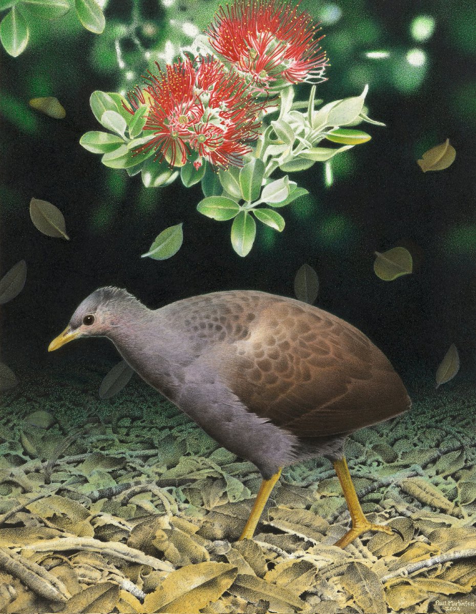 PaulMartinson17's tweet photo. Megapode
Megapodius sp. 
EXTINCT Last record alive 1876
Raoul Island, Kermadec group
Cause: cats, pigs &amp; human hunting
WC on paper 298X232mm 2004
[This image has a rights statement of © Te Papa CC BY-NC-ND 4.0]
#NZ #extinctbirds #sciart #KermadecIslands #Megapode 
#nature https://t.co/7dARtJBniB