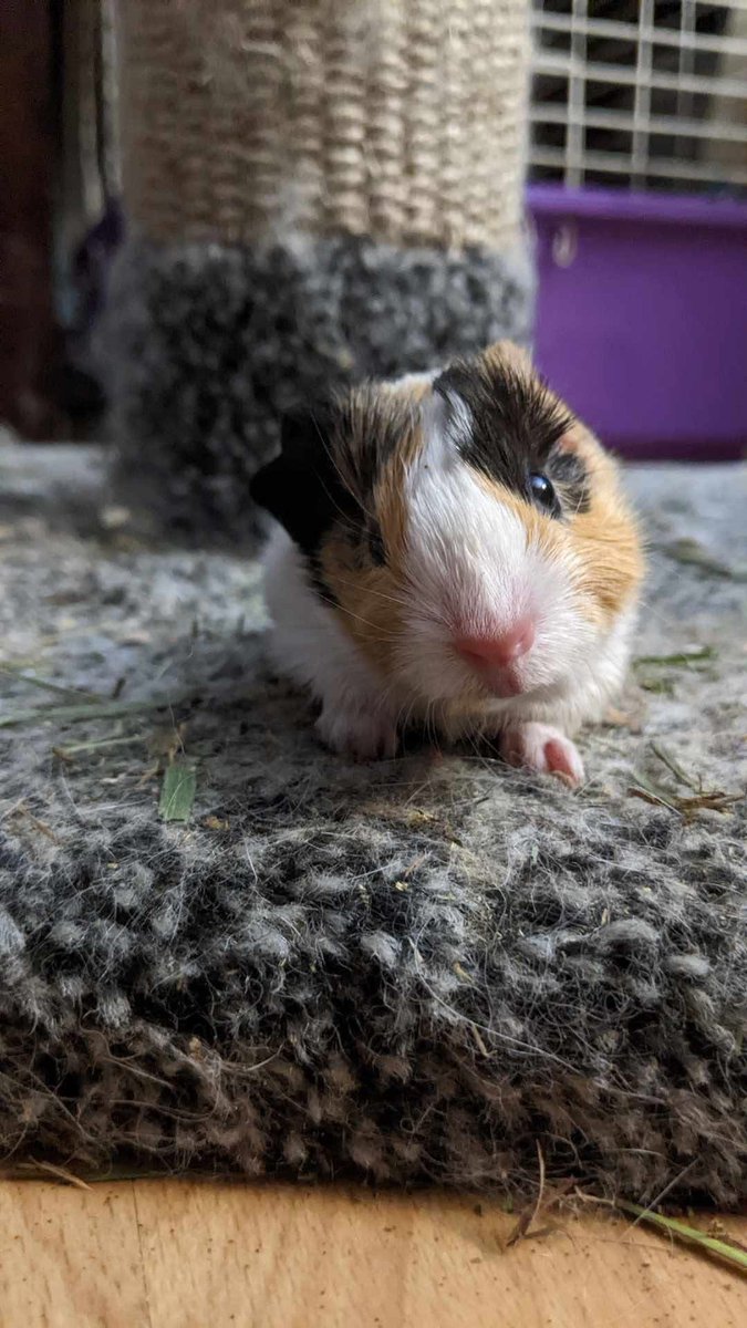 Mama Snickerdoodle gave birth to two adorable babies yesterday! She is the first of many likely pregnant pigs we took in recently, so stay tuned!

Check out our Linktree for ways to help us help these mommas and their babies: linktr.ee/haltrescue

#guineapig #cute #babyanimals