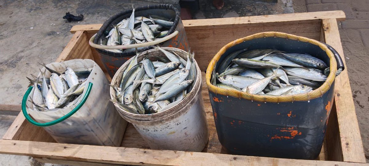 EtangoSandra's tweet photo. Selasa (28/11), Sandra Etango, Luhkan Kab. Boalemo, di Pelaku Utama (Zulkifli Labaso) Ds.Tapadaa, melaporkan tangkapan Ikan selar, dengan alat tangkap Bagan, 17/11/2024 sebanyak 150kg, harga jual 10.000/kg
#GiatLuhkanSatminkalBitung
#LuhkanBoalemo 
#Tangkap https://t.co/ZuQbkaTu9J