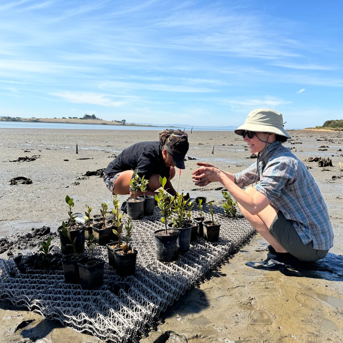 Blue Carbon Lab tweet media