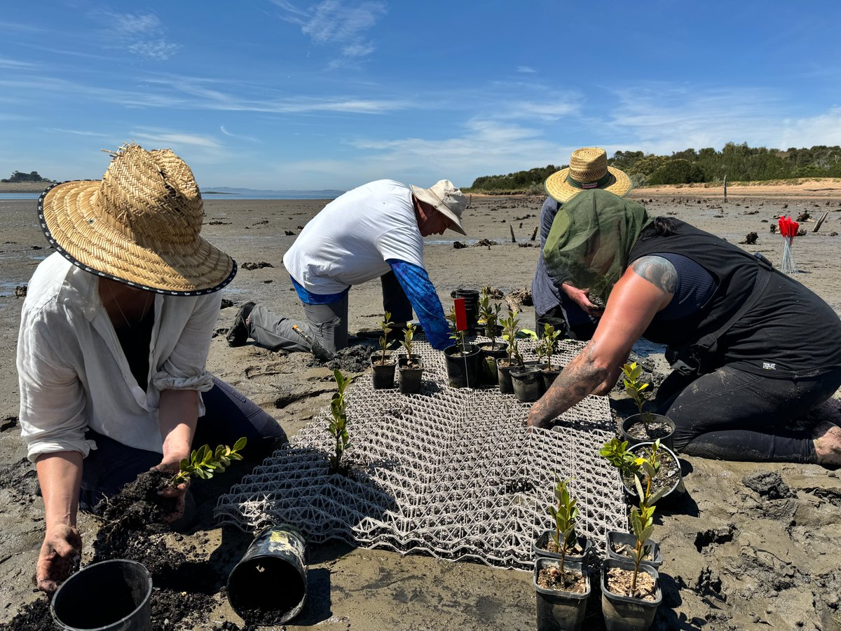 Blue Carbon Lab tweet media