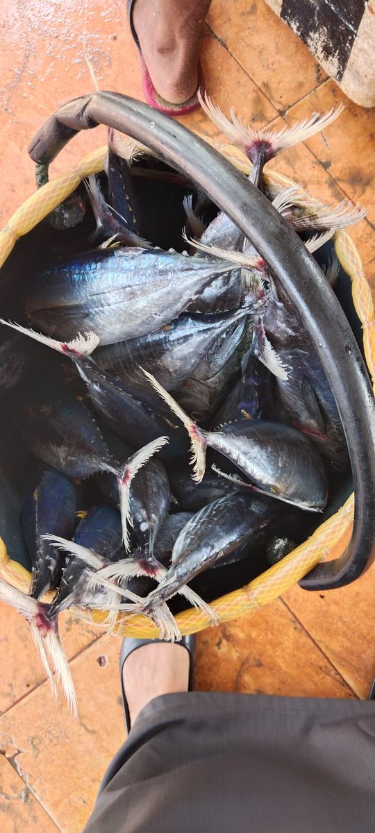 EtangoSandra's tweet photo. Selasa (28/11), Sandra Etango, Luhkan Kab. Boalemo, di Pelaku Utama (Sarpan Nento) Ds.Tutulo, melaporkan tangkapan Ikan cakalang, dengan alat tangkap pancing, 19/11/2024 sebanyak 120kg, harga jual 25.000/kg
#GiatLuhkanSatminkalBitung
#LuhkanBoalemo 
#Tangkap https://t.co/xZcsqtM4Jm