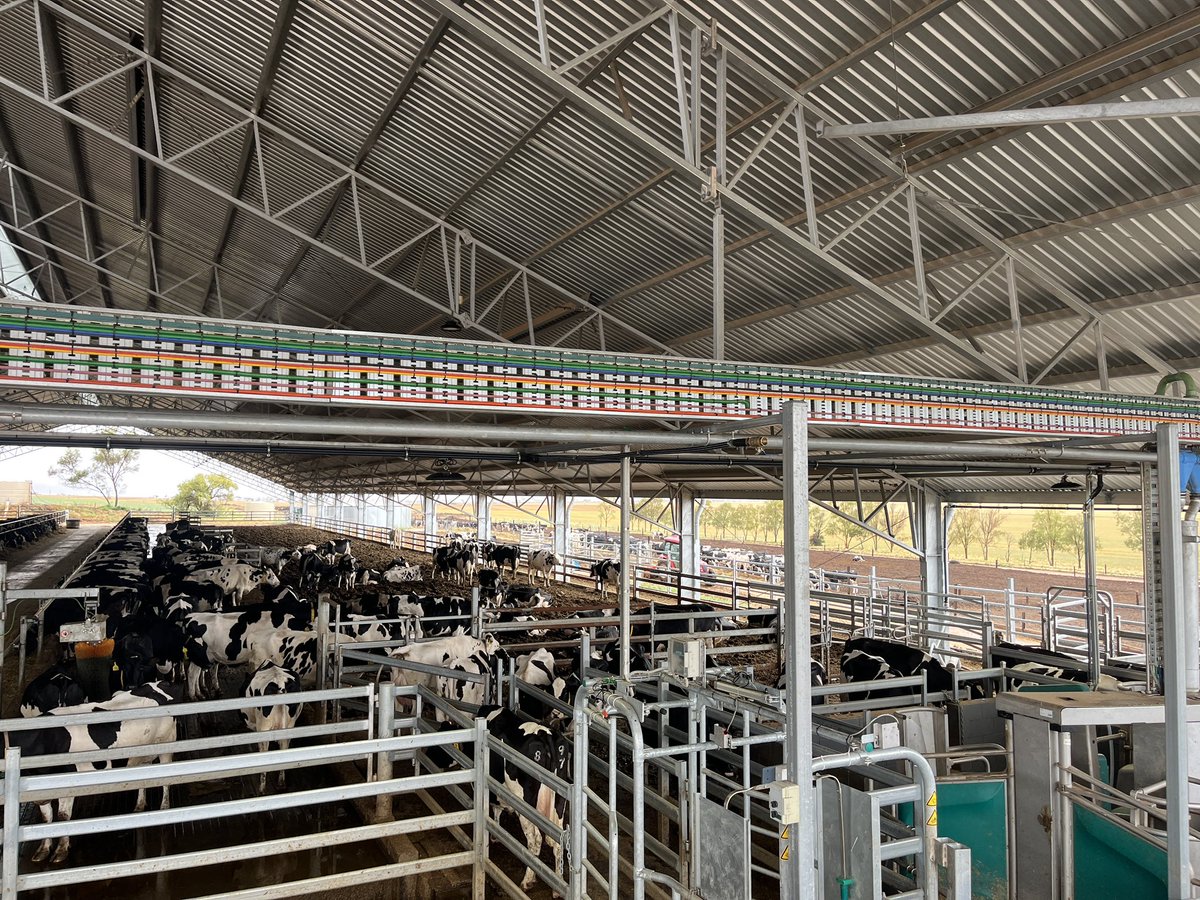 Nice feeling when the training and hard work starts paying off. We have managed for the last couple weeks to get one side of barn milking themselves through the robots. Half the herd 150cows milking them selves 2.6 times a day with no human intervention 👌👌👌.