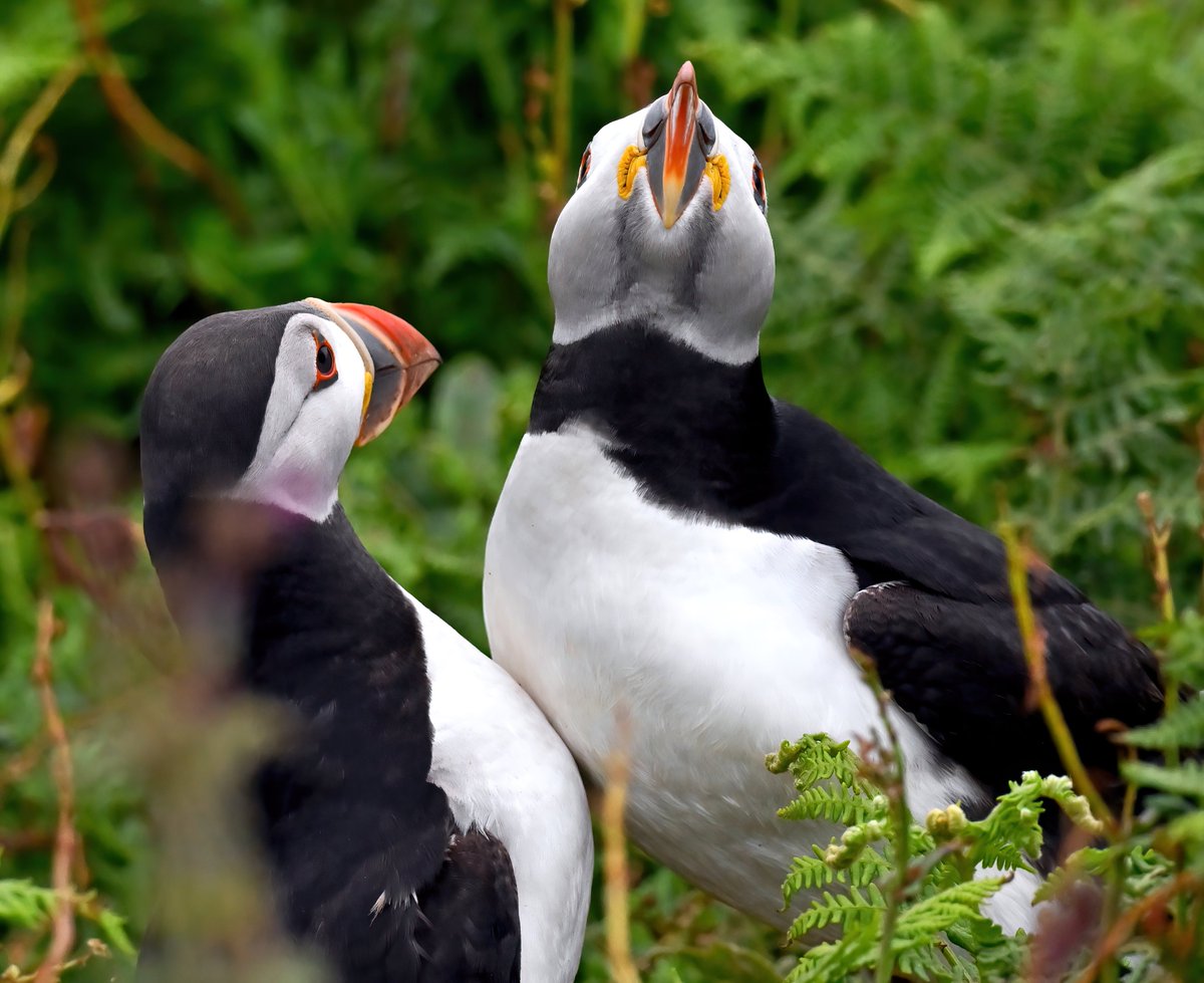 Carl Bovis tweet media