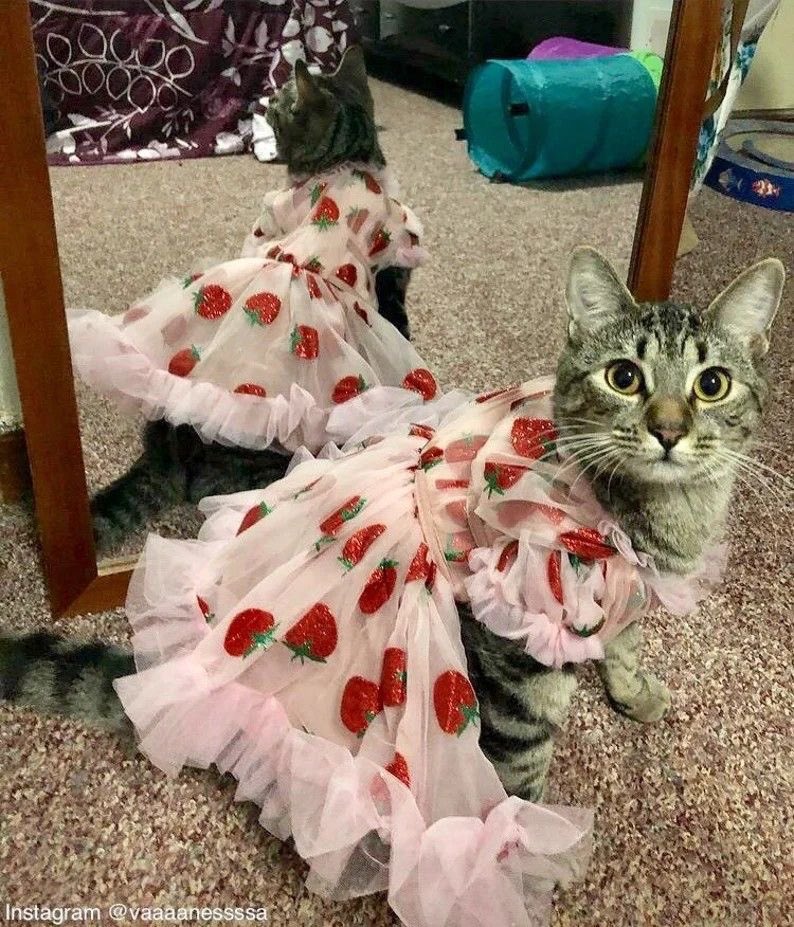 PunchingCat's tweet photo. she felt pretty in her dress 🥹 https://t.co/wo3C1qYi9f