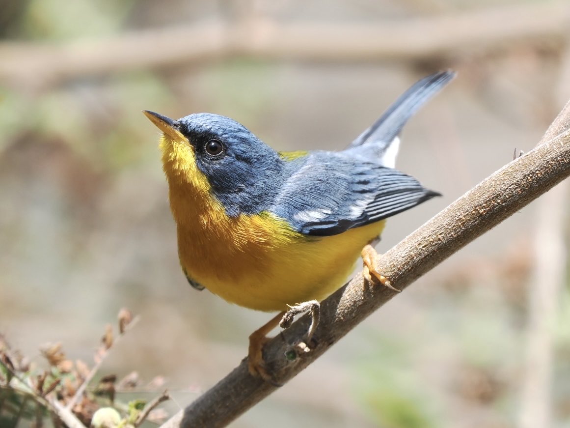 fred_fearn's tweet image. Tropical Parula. North Peru today. Common here but very smart.