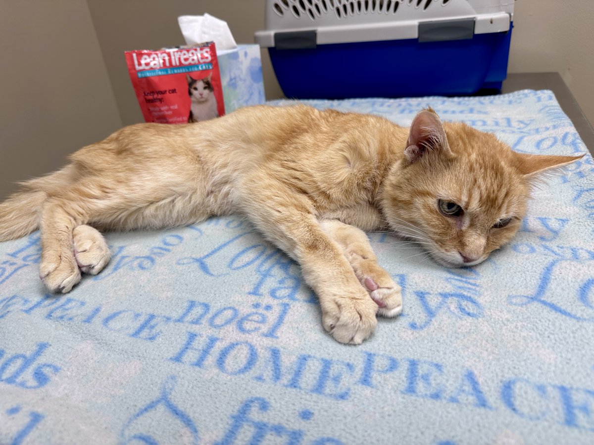 💞 Kitty Haven ⚥ 💞 tweet media