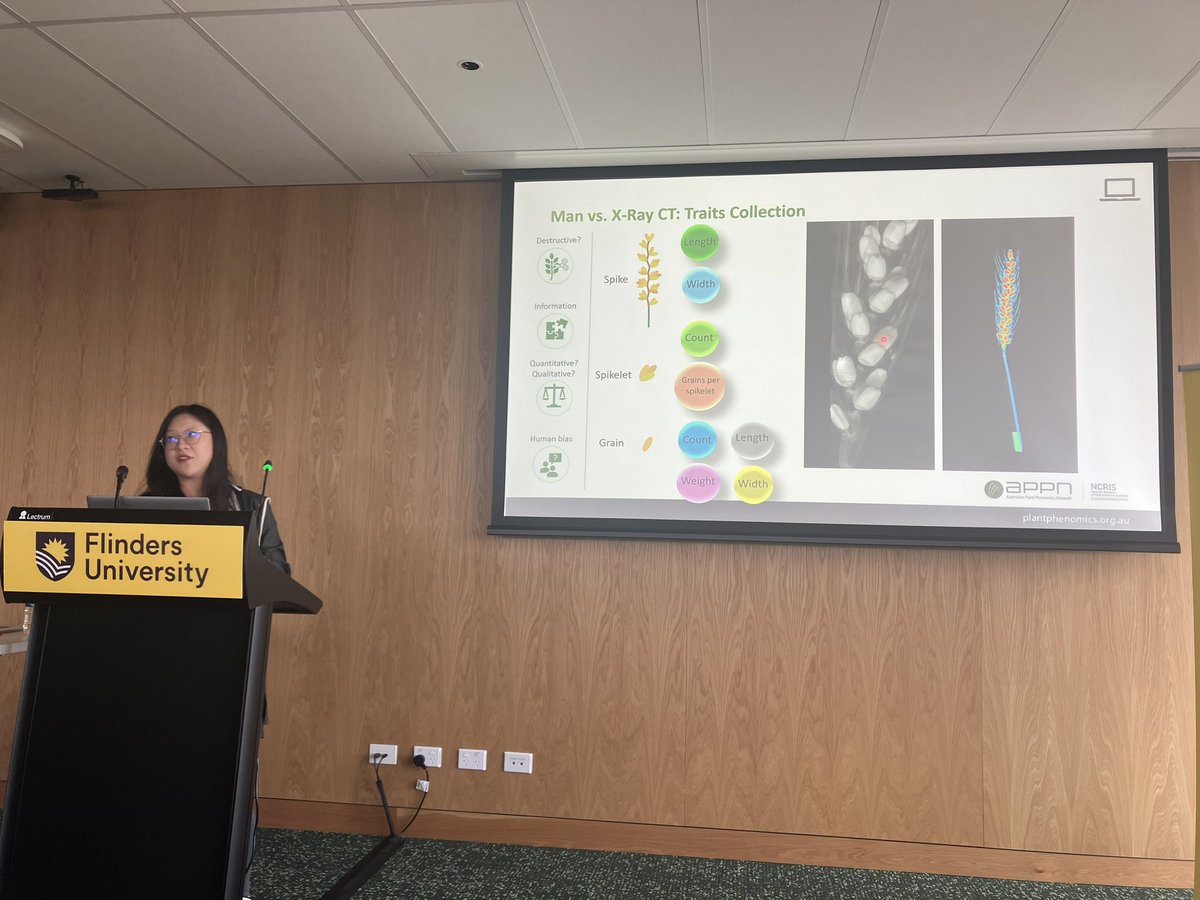 sbodes12's tweet photo. @MiaHaoyu_Lou discusses her exciting progress analysing wheat spikes using x-ray CT #asps24 https://t.co/1f5FadLHSU