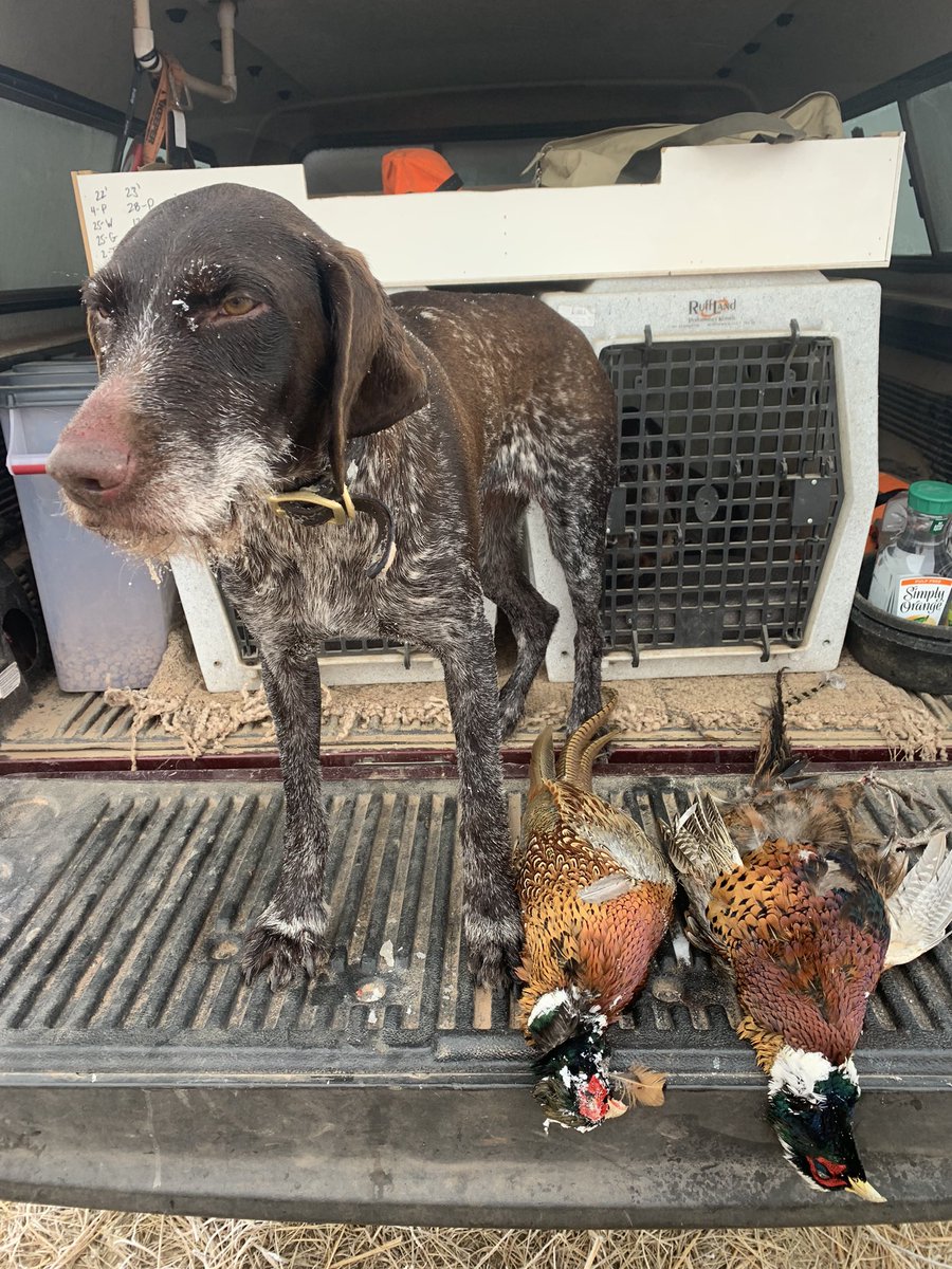 FlyFishingJeffC's tweet photo. SW Minnesota today, 11 pointed birds on the 160 acre WMA…11K steps on a cold, whiteout day! #GermanWirehairedPointers @pheasants4ever @mndnr https://t.co/IIhFLrgEXw