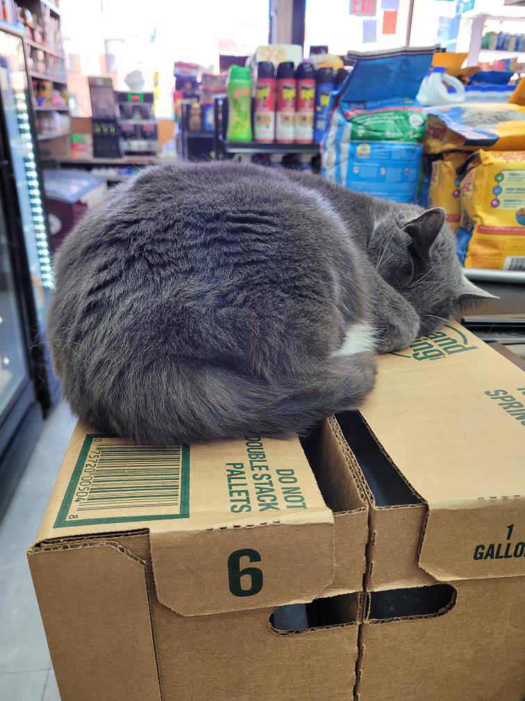 Bodegacats_'s tweet photo. https://t.co/5lFg4BNgDw
