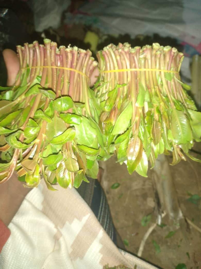 مين يشتي قات يجي خاص