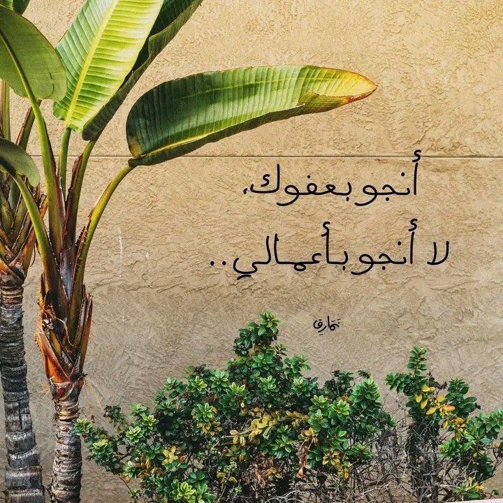 نُسَيْبَة. tweet media