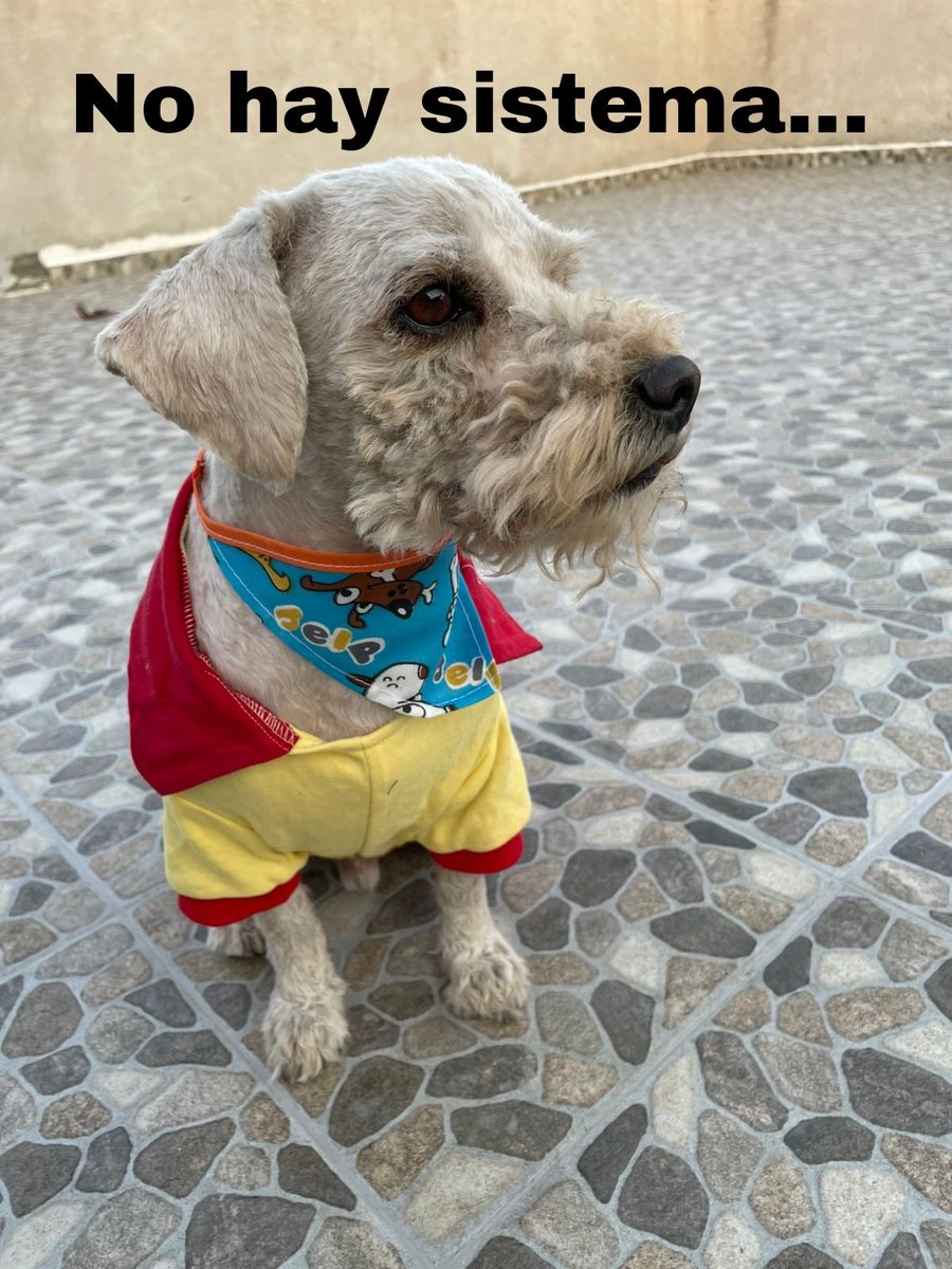VIBRAmascotas's tweet photo. por fin pudimos llevar a peluquear a Toby se ve hermoso 😍 tiene 2 años aprox, talla chica, amigable con otros perros , juguetón, muy cariñoso con personas. 
Fue rescatado después de ser atropellado, ya está muy bien de salud y esterilizado 
Wats 5548724347
#AdoptaNoCompres #cdmx