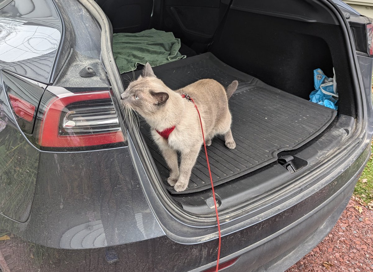davidseaver's tweet photo. @SawyerMerritt https://t.co/KhQ3Onoadd

Loving my Model Y - Cat approved! Use this referral link. https://t.co/tC2Z9WwZh5