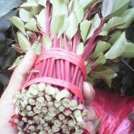 الي يبي قات يجي خاص