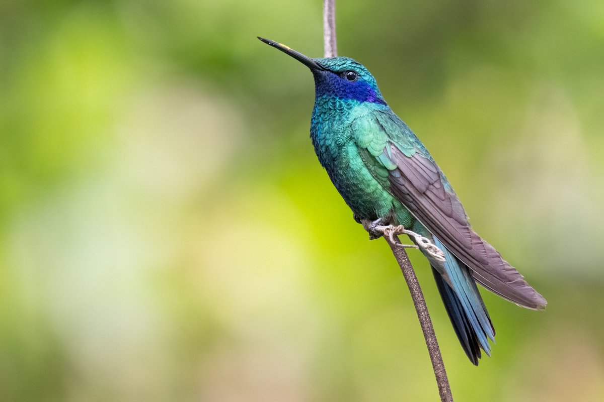 Field Palaeobiology Research Group (@fieldpalaeo) on Twitter photo Arrived in Ecuador today & was greeted by hummingbirds, including this Sparkling Violetear. How apropos that our study on hummingbird bill bending was published today! Led by <a href="/ecophysicslab/">Alejandro Rico-Guevara</a>, this project began when I started my PhD... >14 years gestation! royalsocietypublishing.org/doi/10.1098/rs… Arrived in Ecuador today & was greeted by hummingbirds, including this Sparkling Violetear. How apropos that our study on hummingbird bill bending was published today! Led by <a href="/ecophysicslab/">Alejandro Rico-Guevara</a>, this project began when I started my PhD... >14 years gestation! royalsocietypublishing.org/doi/10.1098/rs…