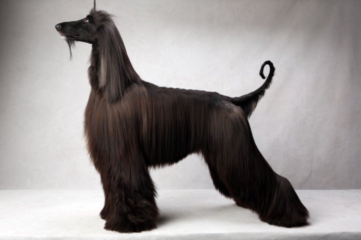 70s90s's tweet image. I got that dog in me