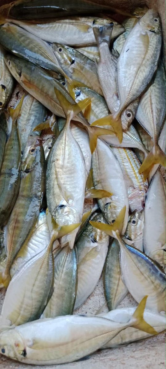 EtangoSandra's tweet photo. Selasa (28/11), Sandra Etango, Luhkan Kab. Boalemo, di Pelaku Utama (Arde Paja) Ds.Tapadaa, melaporkan tangkapan Ikan cendana, dengan alat tangkap pukat, 19/11/2024 sebanyak 50kg, harga jual 25.000/kg
#GiatLuhkanSatminkalBitung
#LuhkanBoalemo 
#Tangkap https://t.co/J8z9KkNA9P