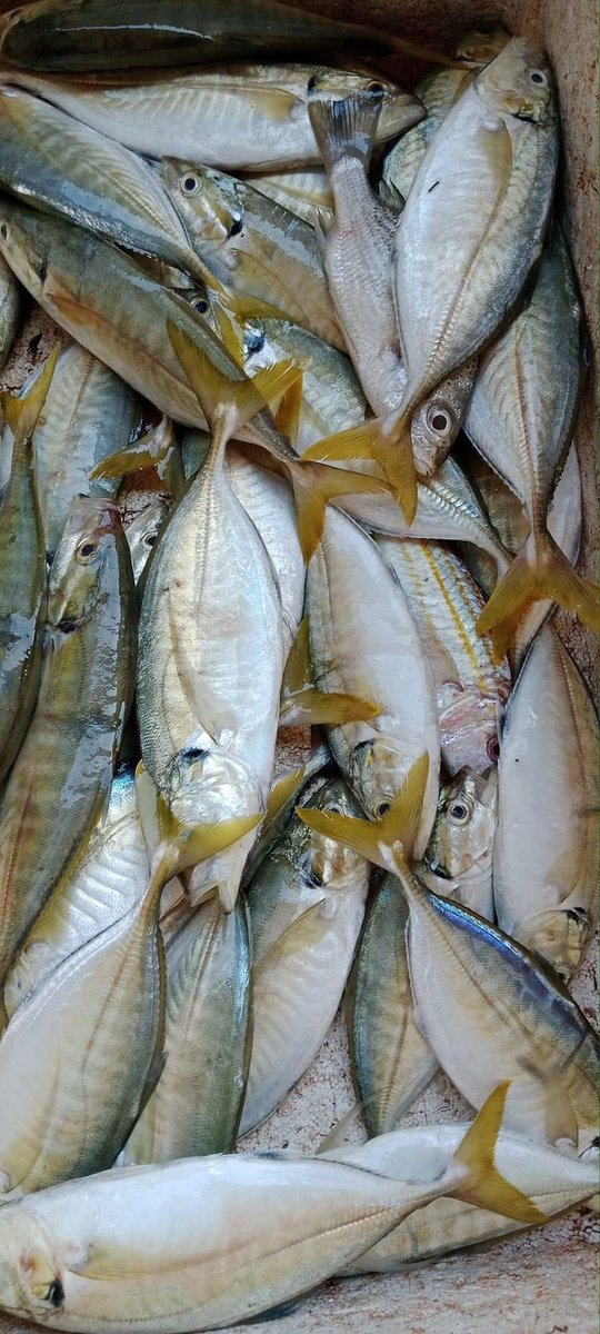 EtangoSandra's tweet photo. Selasa (28/11), Sandra Etango, Luhkan Kab. Boalemo, di Pelaku Utama (Arde Paja) Ds.Tapadaa, melaporkan tangkapan Ikan cendana, dengan alat tangkap pukat, 19/11/2024 sebanyak 50kg, harga jual 25.000/kg
#GiatLuhkanSatminkalBitung
#LuhkanBoalemo 
#Tangkap https://t.co/J8z9KkNA9P