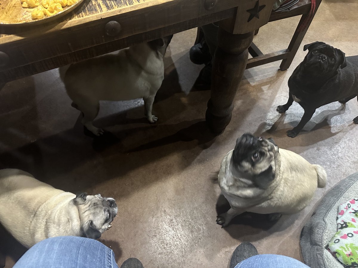 MrsGrayMarlin2's tweet photo. @ScribblePug @mommasboymushu #pugtalk Hey y’all! The south TX grumble is here! #HowdeeThePug #PenelopeeThePug #WyleeThePug #LuceeThePug #BaloneeTheCat #SalameeTheCat and Dad @Texas_GRAY_MRLN https://t.co/eRyHHYcxio