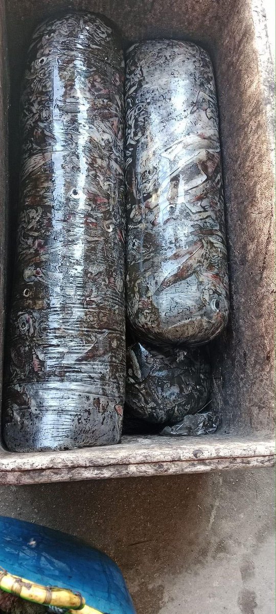 EtangoSandra's tweet photo. Selasa (28/11), Sandra Etango, Luhkan Kab. Boalemo, di Pelaku Utama (Opan Djapar) Ds.Tutulo, melaporkan tangkapan Ikan cumi, dengan alat tangkap pukat, 19/11/2024 sebanyak 80kg, harga jual 17.500 kg
#GiatLuhkanSatminkalBitung
#LuhkanBoalemo 
#Tangkap https://t.co/PF7XR3FmM6