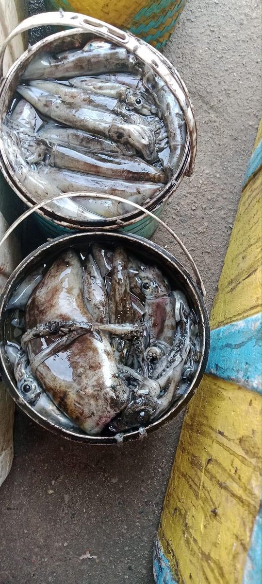 EtangoSandra's tweet photo. Selasa (28/11), Sandra Etango, Luhkan Kab. Boalemo, di Pelaku Utama (Opan Djapar) Ds.Tutulo, melaporkan tangkapan Ikan cumi, dengan alat tangkap pukat, 19/11/2024 sebanyak 80kg, harga jual 17.500 kg
#GiatLuhkanSatminkalBitung
#LuhkanBoalemo 
#Tangkap https://t.co/PF7XR3FmM6