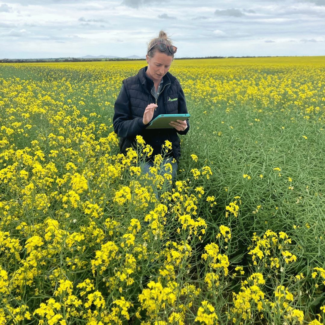 NufarmSeedsAU's tweet image. At Nuseed, we are committed to grower success and #ValueBeyondYield. We strive for better #canola seed and outcomes.

This spring, the #Nuseed East team toured SA's #EyrePeninsula, monitoring trial sites, checking crop performance, and connecting with growers at field days 🌱