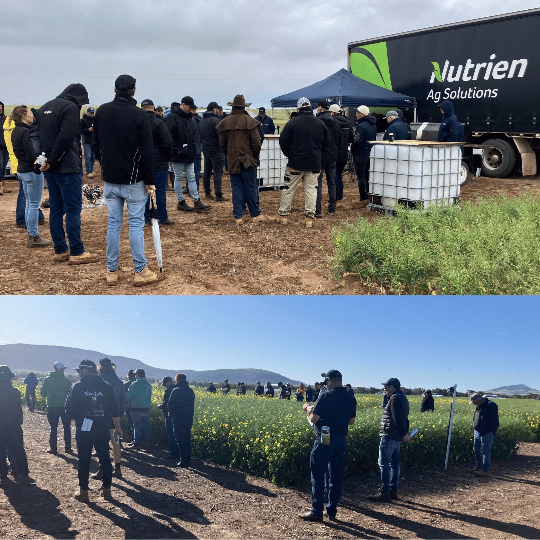 NufarmSeedsAU's tweet image. At Nuseed, we are committed to grower success and #ValueBeyondYield. We strive for better #canola seed and outcomes.

This spring, the #Nuseed East team toured SA's #EyrePeninsula, monitoring trial sites, checking crop performance, and connecting with growers at field days 🌱