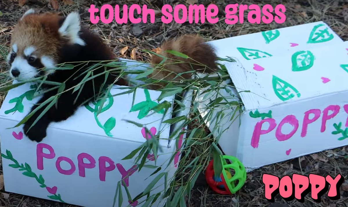 Poppy The Baby Red Panda | Fan Page tweet media