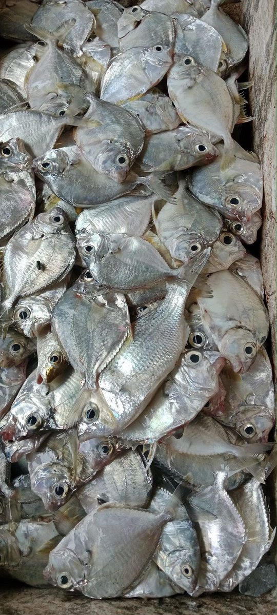 EtangoSandra's tweet photo. Selasa (28/11), Sandra Etango, Luhkan Kab. Boalemo, di Pelaku Utama (Opan Djafar) Ds.Tutulo, melaporkan tangkapan Ikan peperek, dengan alat tangkap pukat, 22/11/2024 sebanyak 55kg, harga jual 8.000/kg
#GiatLuhkanSatminkalBitung
#LuhkanBoalemo 
#Tangkap https://t.co/otiLNI9keY